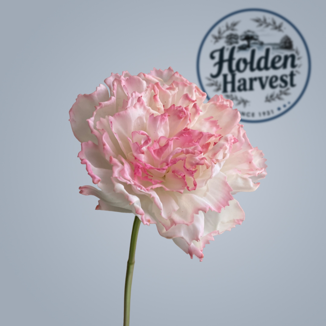 Holden Harvest carnations